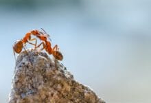 Ants attack their nest-mates