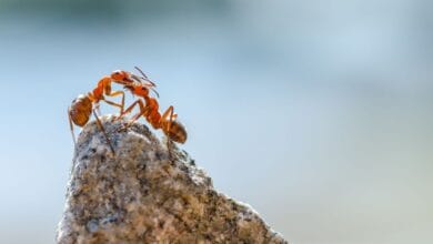 Ants attack their nest-mates