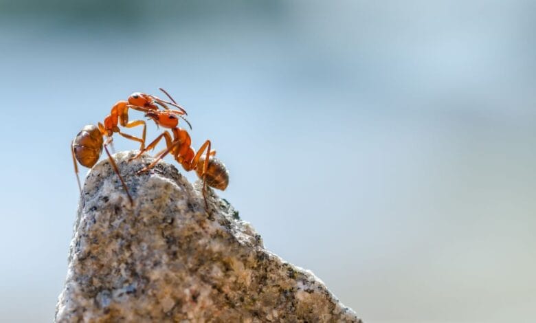 Ants attack their nest-mates