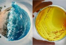 Climate change is causing antibiotic resistance