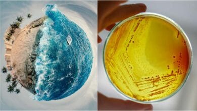 Climate change is causing antibiotic resistance