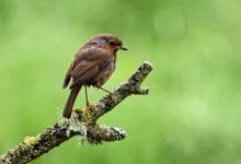 Birdsong for Mental Health: How Nature Helps Your Mood
