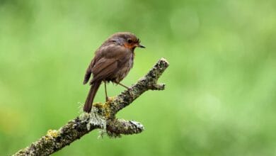 Birdsong for Mental Health: How Nature Helps Your Mood