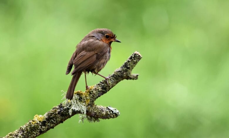 Birdsong for Mental Health: How Nature Helps Your Mood