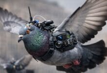 Pigeon Bio-Drones