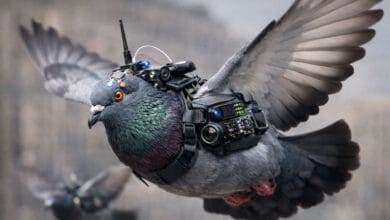 Pigeon Bio-Drones
