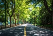 Urban Trees can reduce Cardiovascular Risk