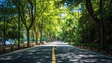Urban Trees can reduce Cardiovascular Risk