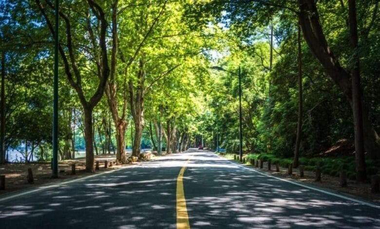 Urban Trees can reduce Cardiovascular Risk