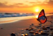 Butterflies Crossed the Atlantic Ocean