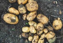 Potatoes grow on the Moon