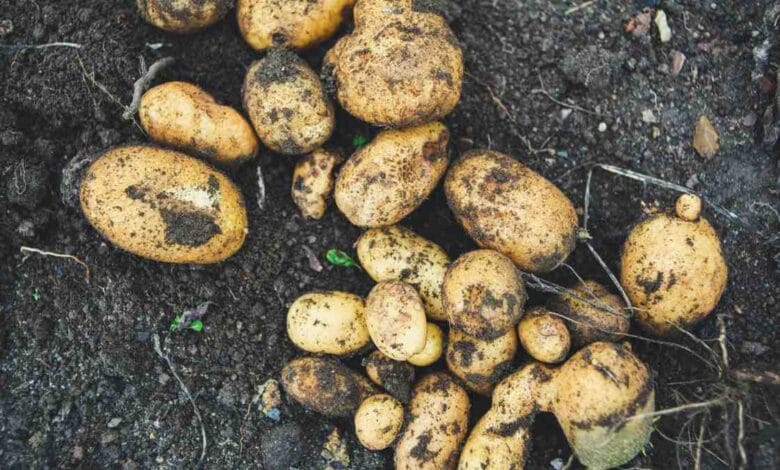 Potatoes grow on the Moon