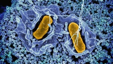 Bacteria That Can Destroy Cancer