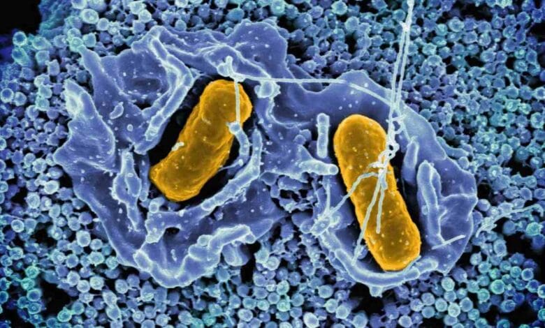 Bacteria That Can Destroy Cancer