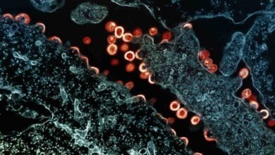 Gut microbiota influence muscle strength