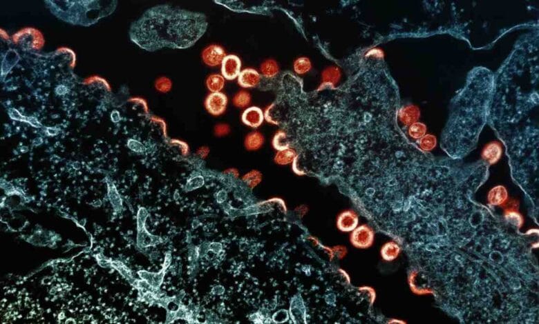 Gut microbiota influence muscle strength