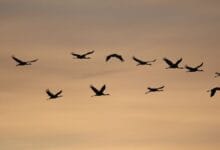 Decline of Migratory Species