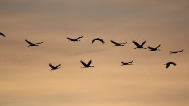 Decline of Migratory Species