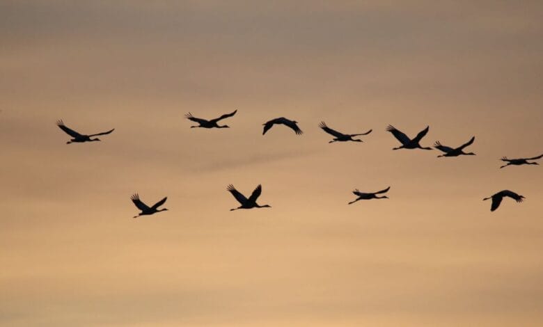 Decline of Migratory Species