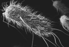 Bacterial Memory: The Surprising Way Bacteria Use Their Past