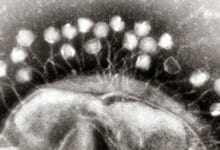 CBASS Antiphage Defense