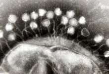 CBASS Antiphage Defense