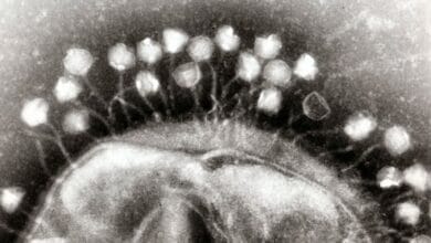 CBASS Antiphage Defense