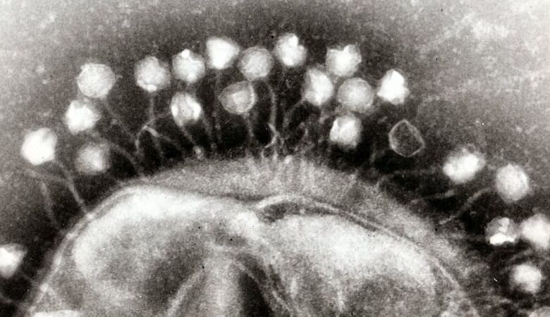 CBASS Antiphage Defense